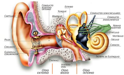 Oido sistema vestibular y Fosfenismo