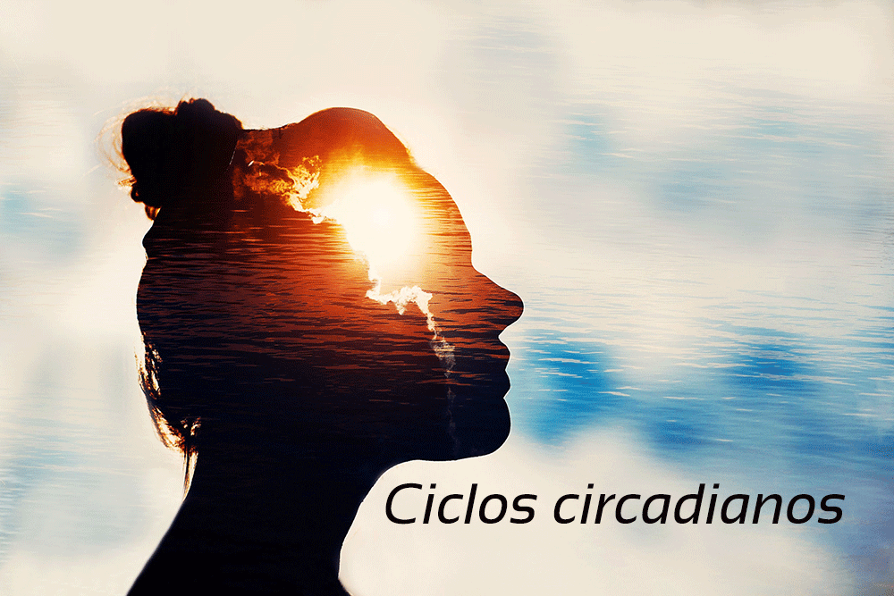 Ciclos circadianos